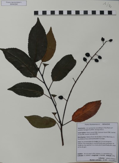 JG009 Prunus laurocerasus L.
