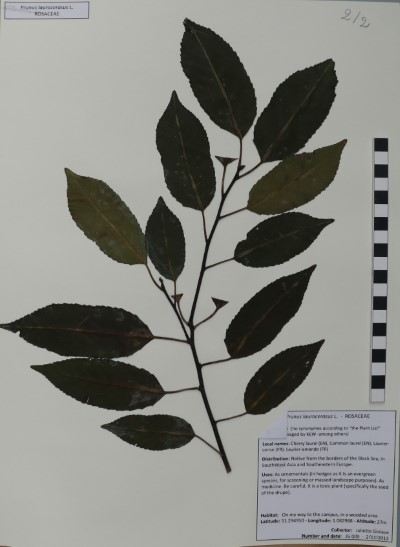 JG009a Prunus laurocerasus L.