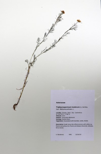VM01 Tripleurospemum inodorum (L.) Sch. Bip.