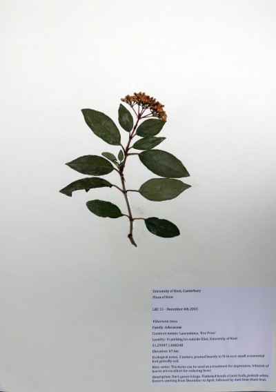 LBC11 Viburnum tinus L.