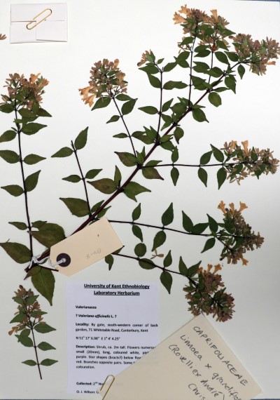 OJW8 Linnaea x grandiflora Rovelli ex André) Christenh.