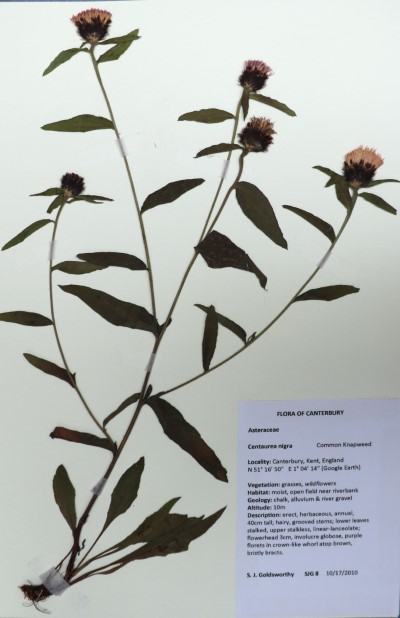 SJG08 Centaurea nigra