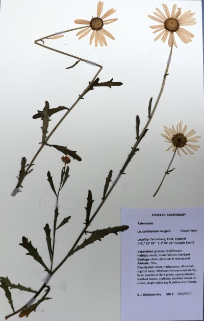 SJG06 Leucanthemum vulgare