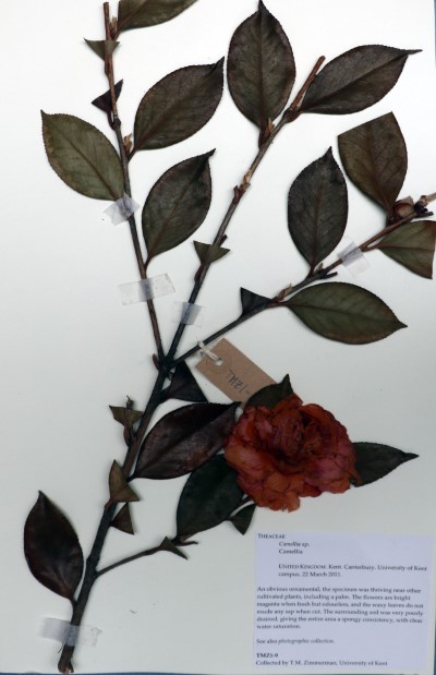 TMZ9 Camellia sp.
