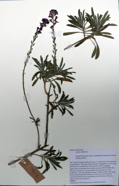 TMZ05 Erysimum linifolium ‘Bowles Mauve’