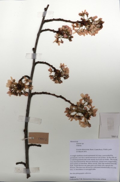 TMZ02 Prunus sp.