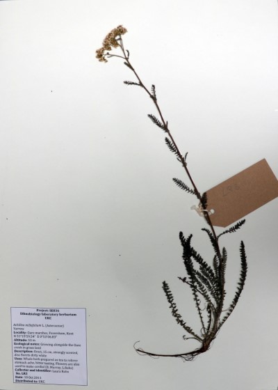 LR03 Achillea millefolium L.