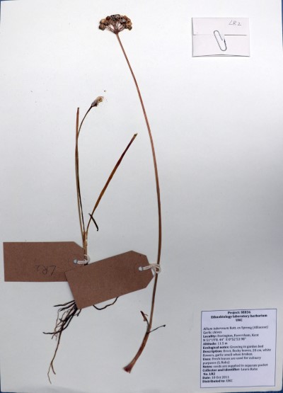 LR02 Allium tuberosum Rott. ex Spreng