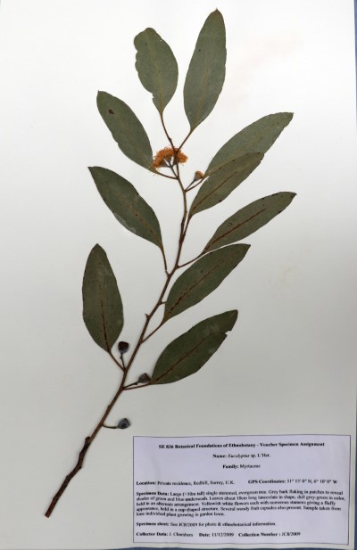 JC08 Eucalyptus sp. L’Her.