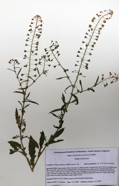 JC03 Capsella bursa-pastoris (L.) Medik.