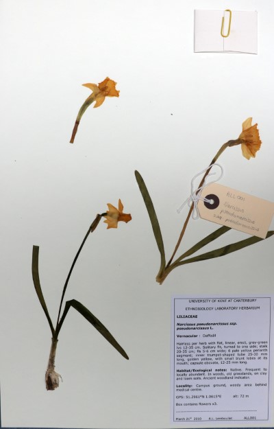 ALL01 Narcissus pseudonarcissus L.