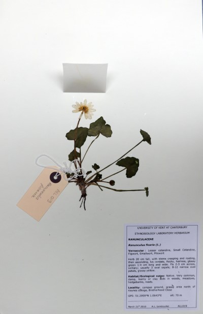 ALL019 Ranunculus ficaria L.