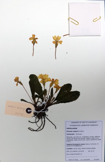 ALL08 Primula vulgaris Huds.