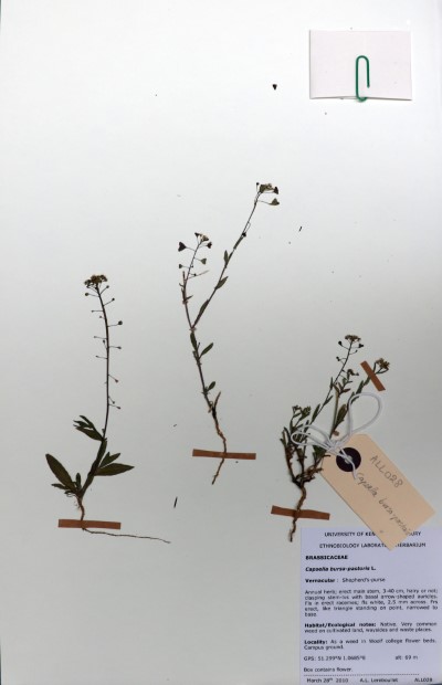 ALL028 Capsella bursa-pastoris (L.) Medik.