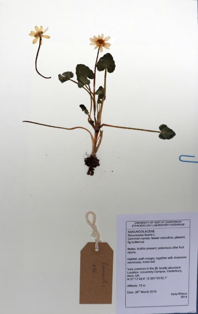 IR14 Ranunculus ficaria L.