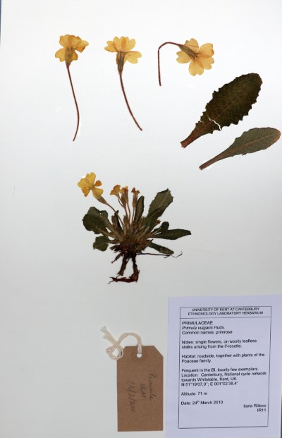 IR11 Primula vulgaris Huds.