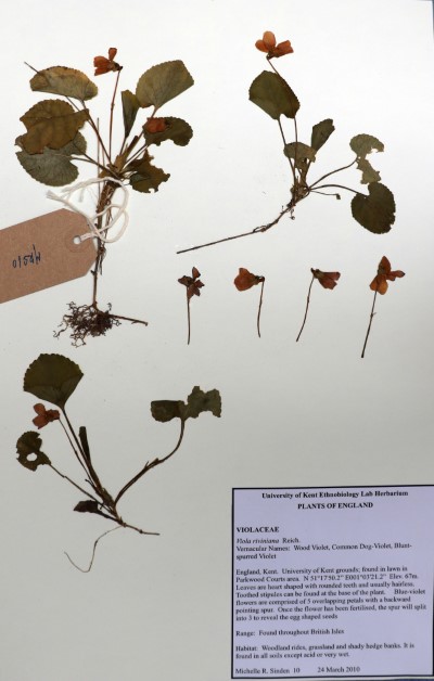 MRS10 Viola riviniana Reich.