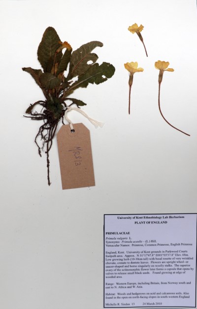 MRS13 Primula vulgaris Huds.