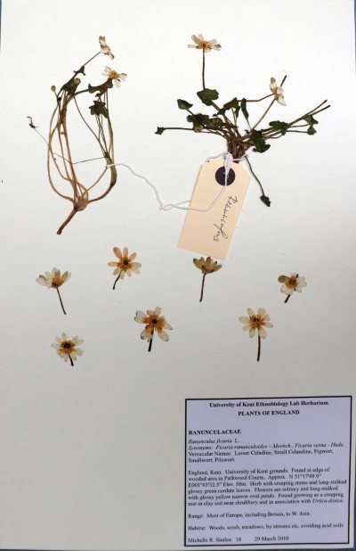 MRS18 Ranunculus ficaria L.