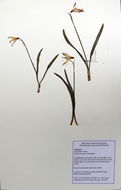 JMG13 Galanthus nivalis L.