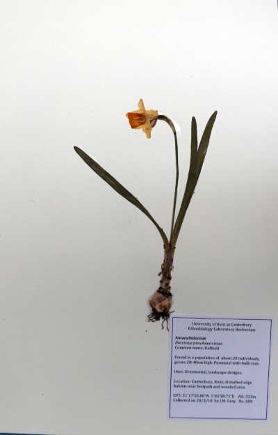 JMG09 Narcissus pseudonarcissus L.