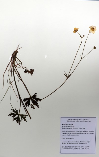 JMG11 Ranunculus acris L.