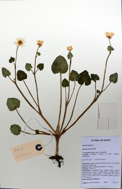 RB01 Ranunculus ficaria L.