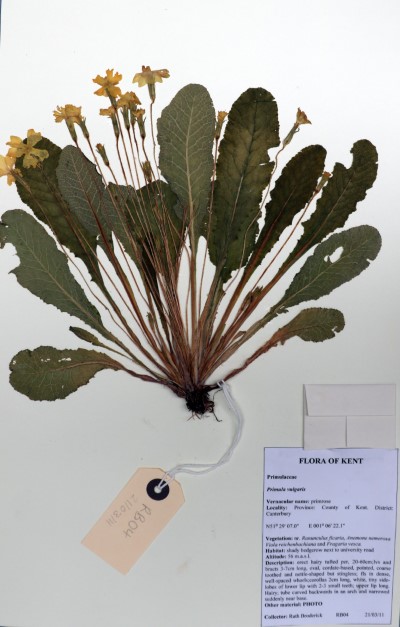 RB04 Primula vulgaris Huds.