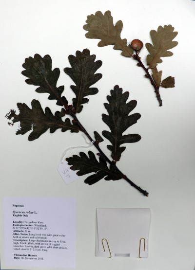 VH07 Quercus robur L.