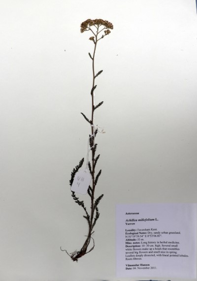 VH04 Achillea millefolium L.