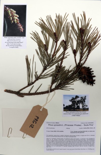 PRG12 Pinus sylvestris L.