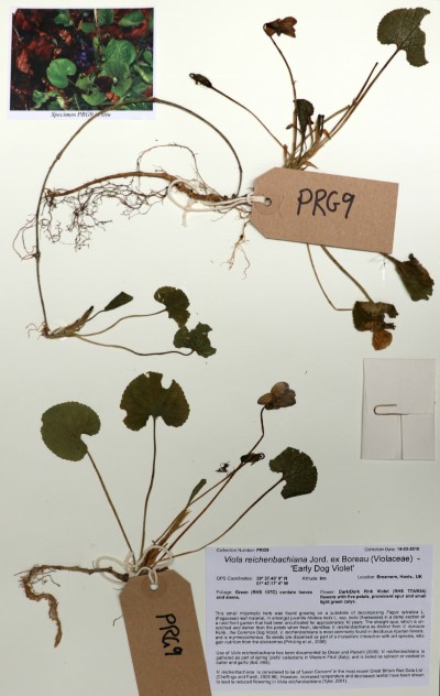 PRG09 Viola reichenbachiana Jord. ex Boreau