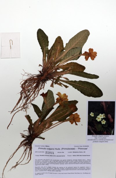 PRG15 Primula vulgaris Huds.