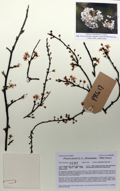 PRG17 Prunus avium (L.)L.