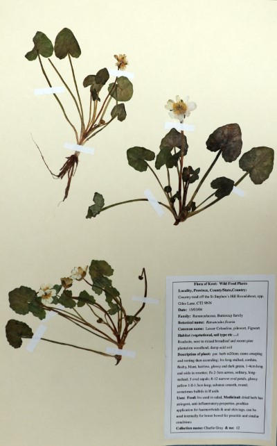 CG12 Ranunculus ficaria L.