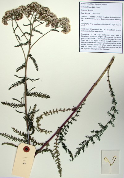 LZ04 Achillea millefolium L.