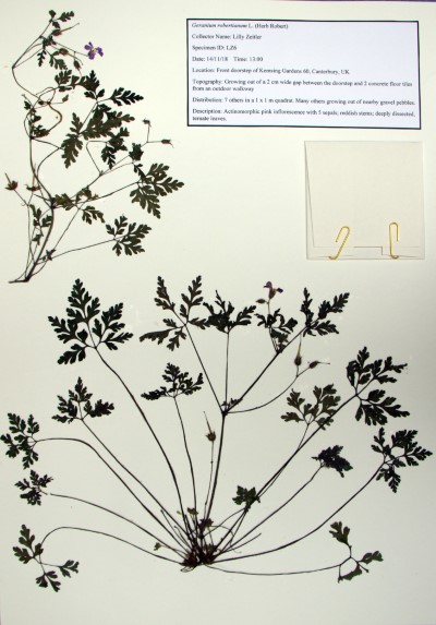 LZ06 Geranium robertianum L.