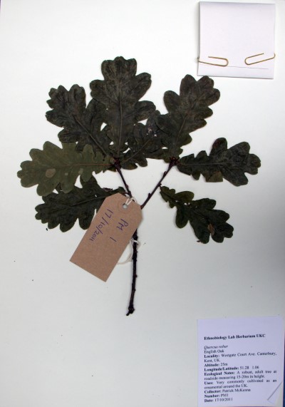 PM01 Quercus robur L.