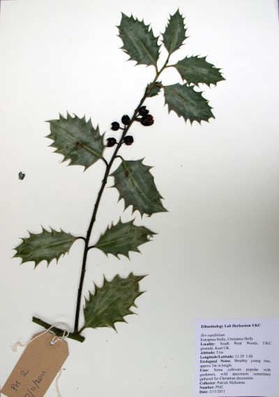PM02 Ilex aquifolium L.