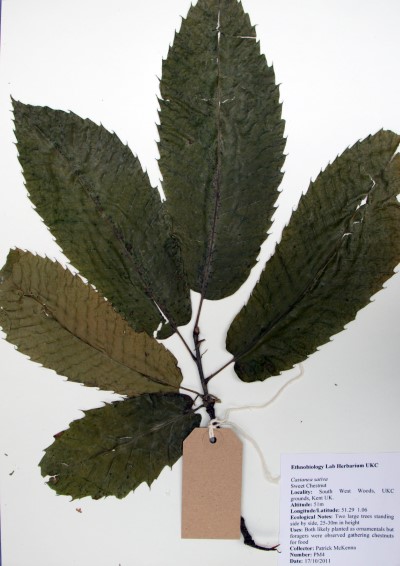 PM04 Castanea sativa L.