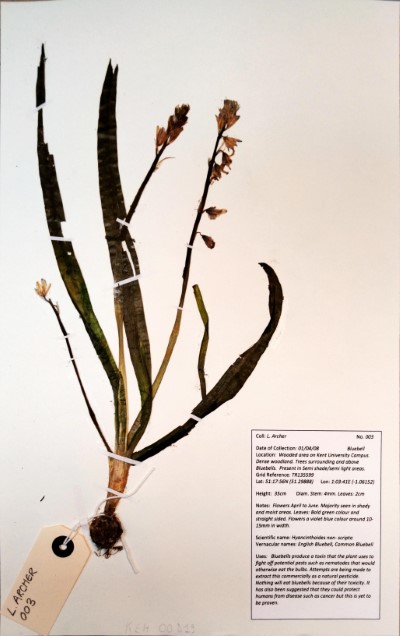 LA03 Hyacinthoides  non-scripta (L.) Chouard ex Rothm.