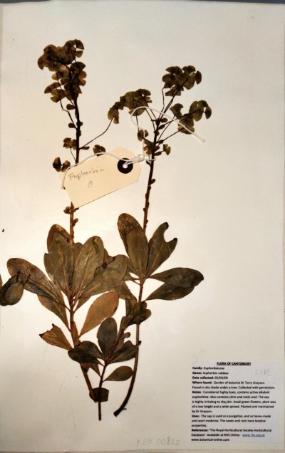 DK01 Euphorbia amygdaloides var. robbiae L.