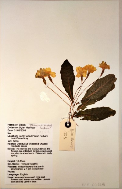 DMC01 Primula vulgaris Huds.