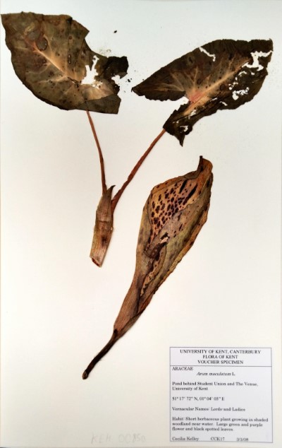 CCK17 Arum maculatum L.