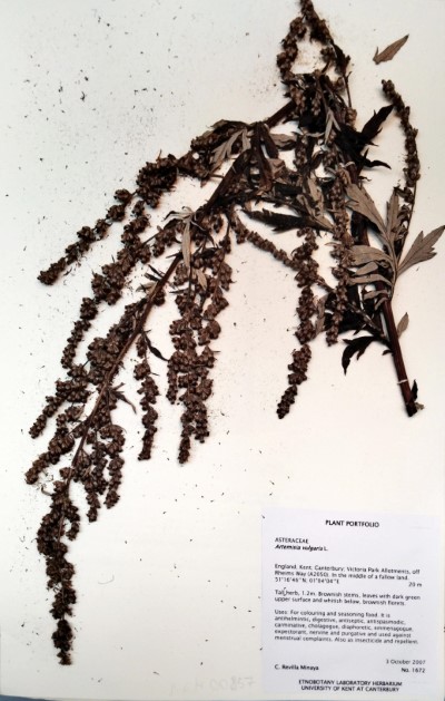 CRM1672 Artemisia vulgaris L.