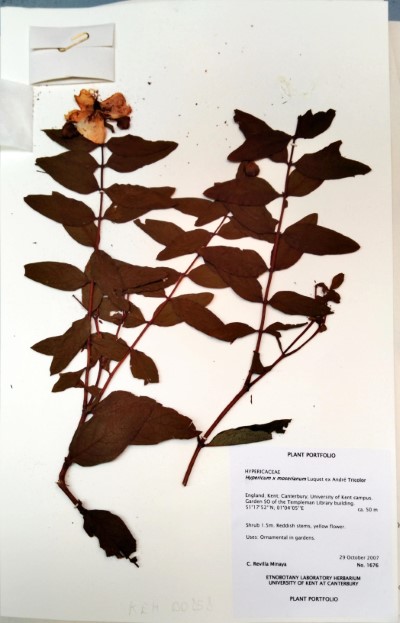 CRM1676 Hypericum x moserianum (H. calcinum x H. patulum) Luquet ex André Tricolor