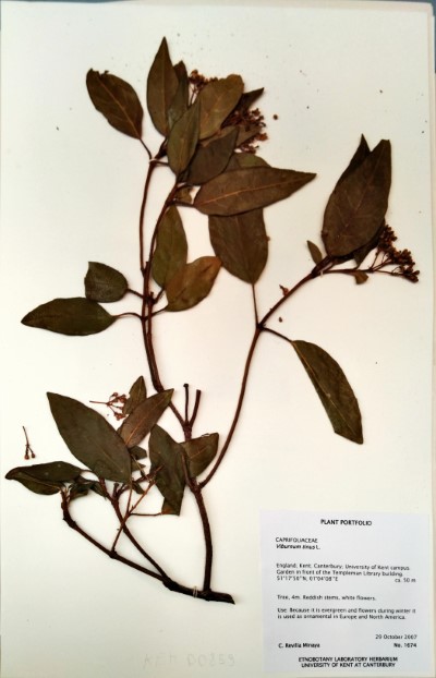 CRM1674 Viburnum tinus L.