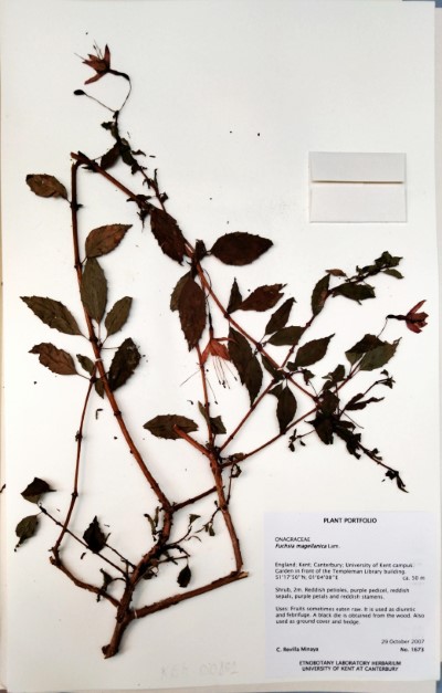 CRM1673 Fuchsia magellanica Lam.