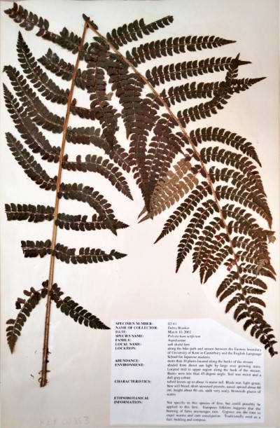 DB02-01 Polystichum setiferum (Forssk.) T. Moore ex Woyn.