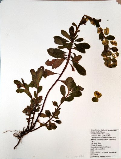 AS09 Euphorbia amygdaloides L.
